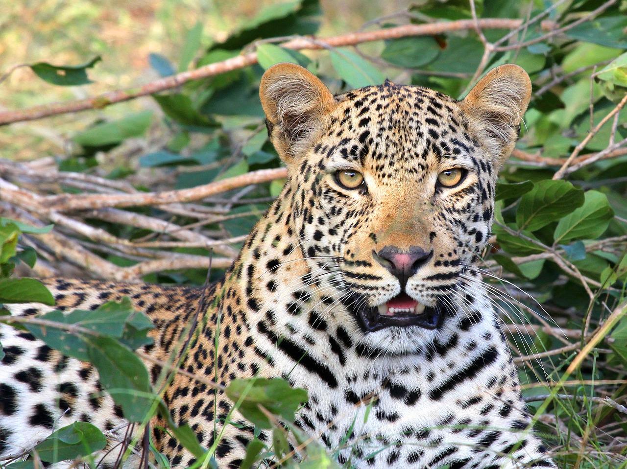 leopard, animal, safari-1036455.jpg