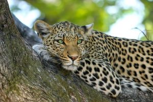 leopard, animal, safari-515509.jpg