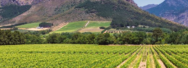 LUXURY WINELANDS TOUR