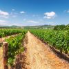 LUXURY WINELANDS TOUR - Image 6