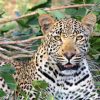 leopard, animal, safari-1036455.jpg