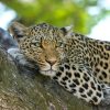 leopard, animal, safari-515509.jpg