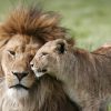 lion, lioness, couple-3472776.jpg