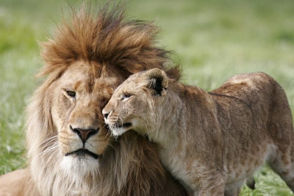 lion, lioness, couple-3472776.jpg