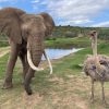 LUXURY SAFARI TOUR - Image 2