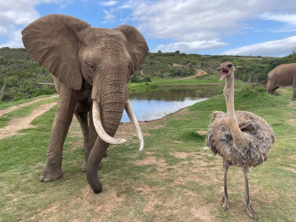LUXURY SAFARI TOUR - Image 2