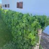 LUXURY WINELANDS TOUR - Image 3