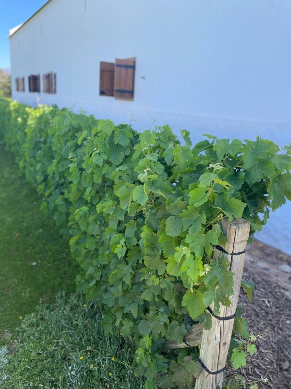 LUXURY WINELANDS TOUR - Image 3