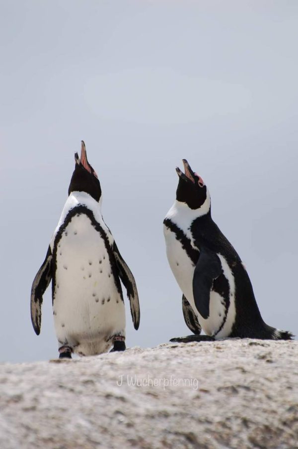 EXCLUSIVE 10 DAY LUXURY VICTORIA FALLS – CAPE TOWN - Image 3