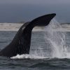 EXCLUSIVE 13 DAYS LUXURY CAPE TOWN - GARDEN ROUTE TOUR - Image 5