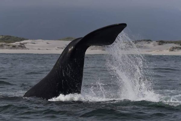 LUXURY WHALE WATCHING - Image 2
