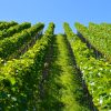 vineyard, series, mountain-1612092.jpg