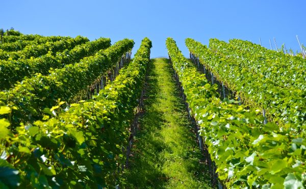 vineyard, series, mountain-1612092.jpg