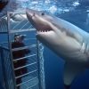SHARK CAGE DIVING